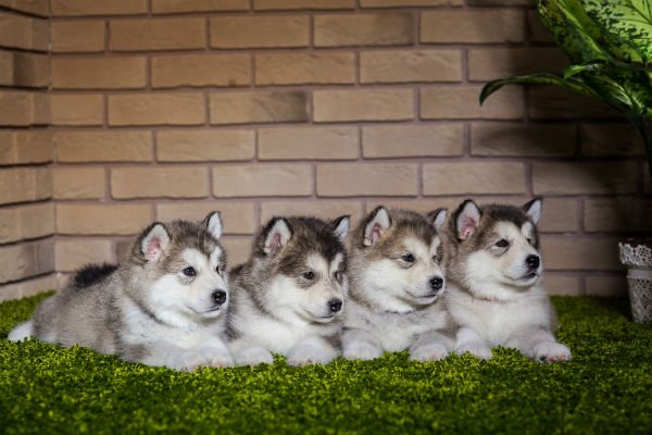 filhotes de malamute