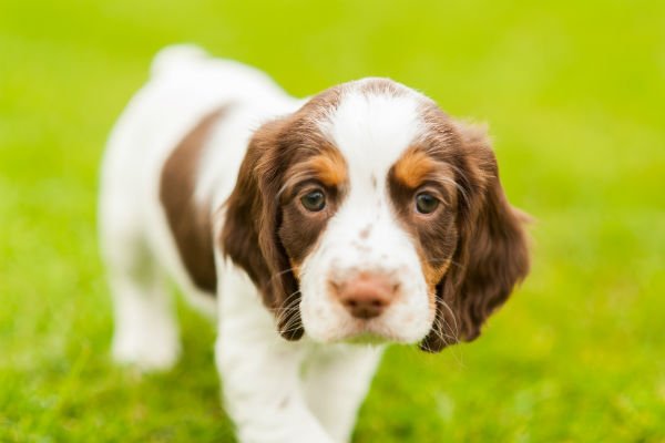 springer spaniel