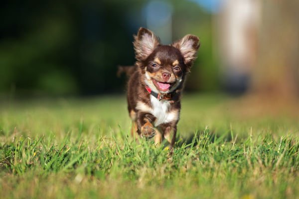 chihuahua