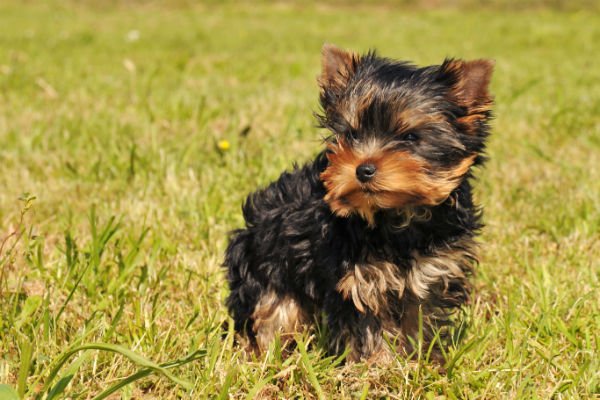 yorkie