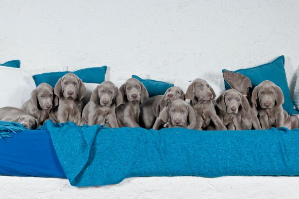 weimaraners