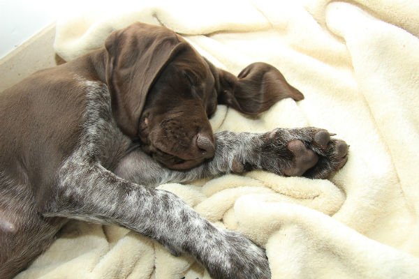 cachorrinho GSP