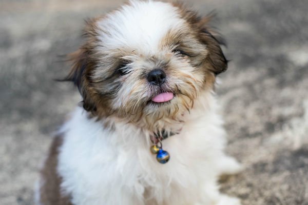 shih tzu