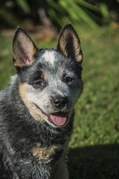 cão de gado australiano