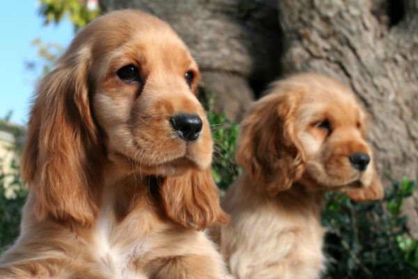 cocker spaniels