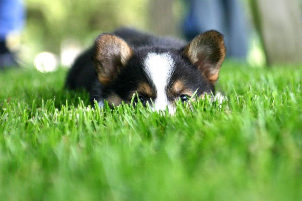 corgi