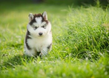 50 Cachorrinhos Fofos que Você Terá que Ver Para Acreditar