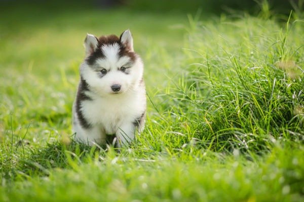 lindos filhotes de husky siberiano