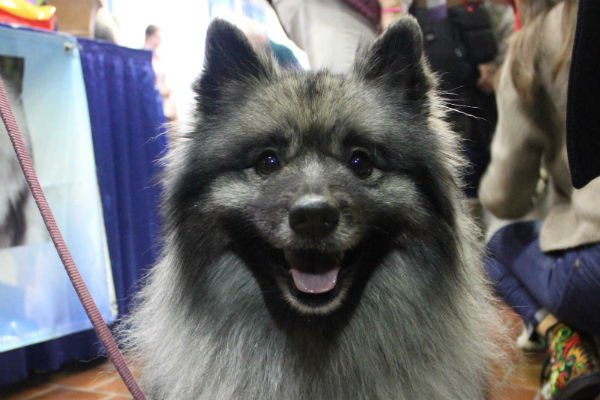 Keeshond