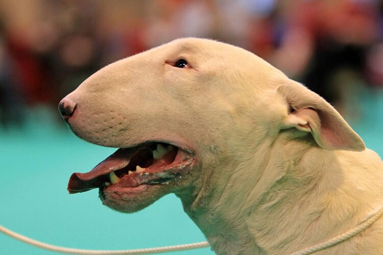 Fotos de Cachorros Feios | ImagensDeCachorros.com.br