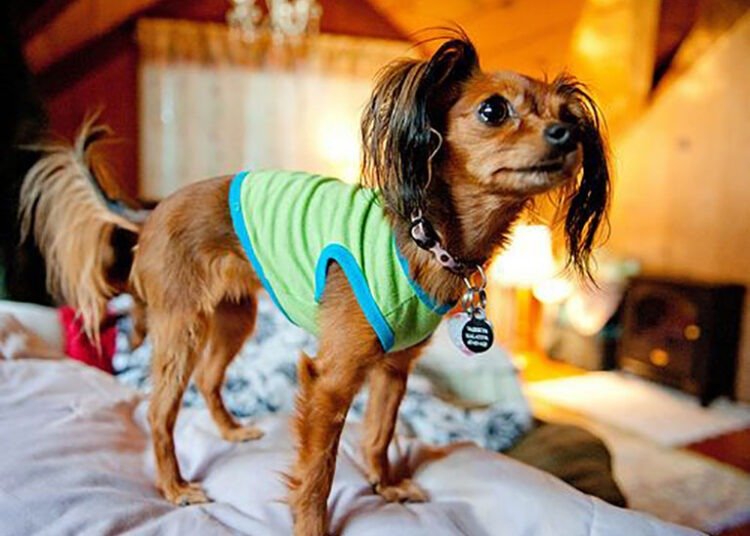 20 fotos engraçadas de cachorros que vão fazer você sorrir ...