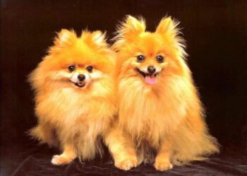 imagens de cachorros fofinhos