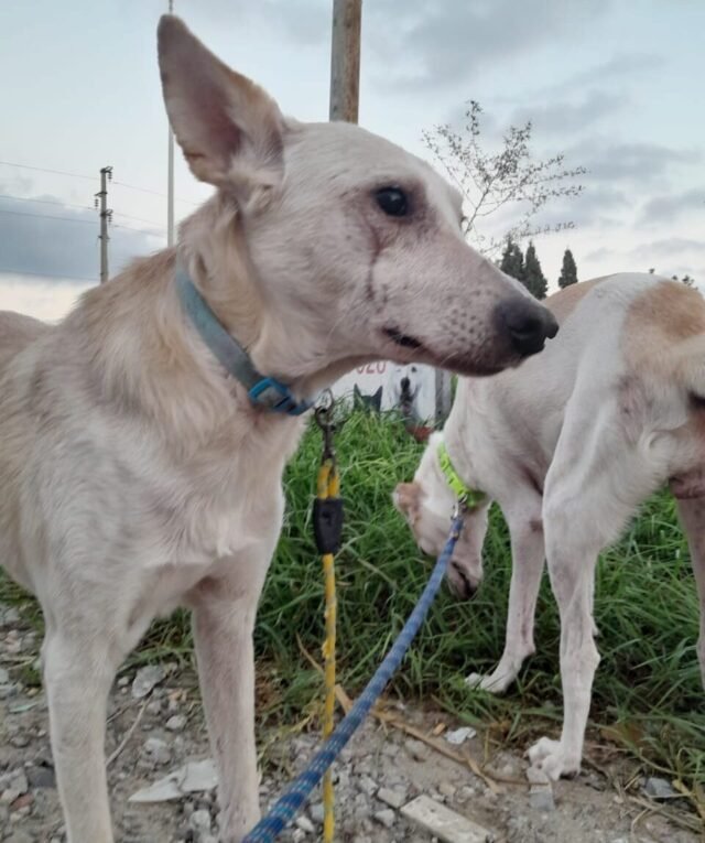 cães de rua resgatados