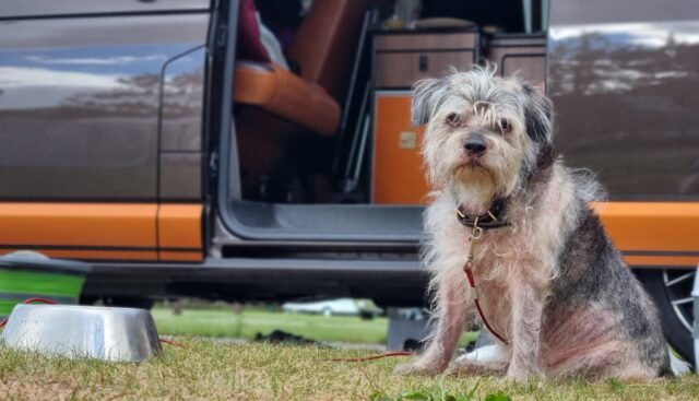 Border Terrier going on adventures