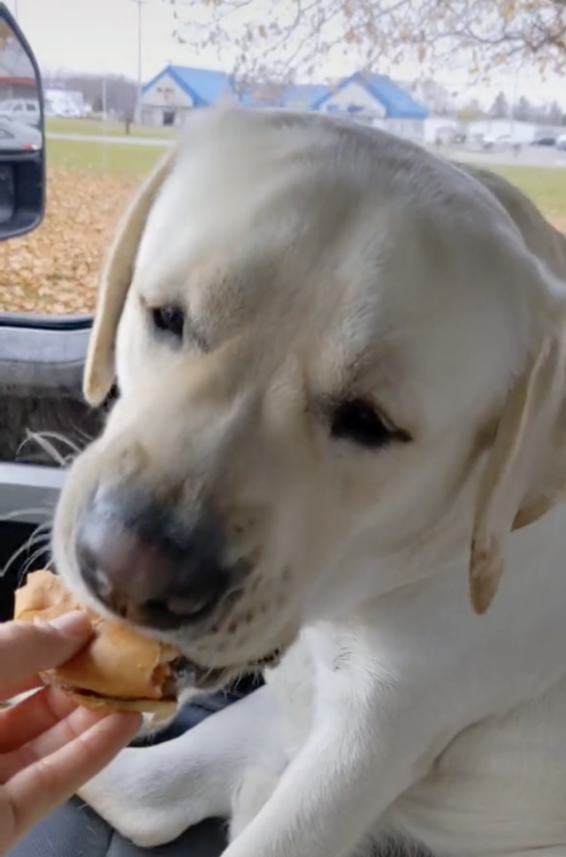 cachorro comendo cheeseburguer