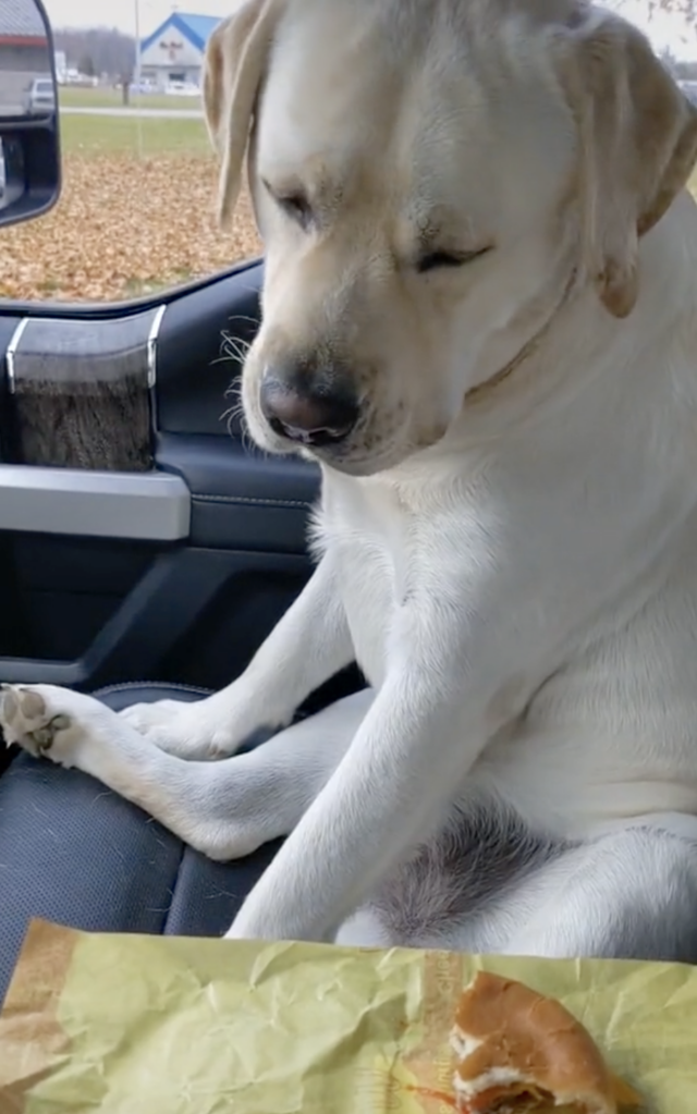 cachorro olhando para cheeseburger