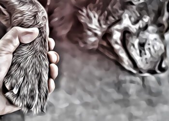 5 Sinais de que Seu Cão Morrerá Jovem