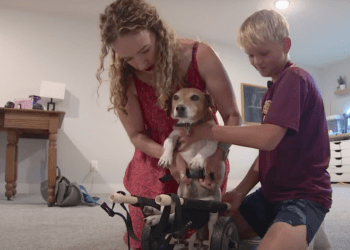Menino de 11 anos cria cadeira de rodas que muda a vida do cão de resgate de seu professor