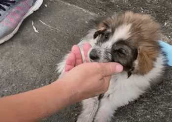 Filhote de cachorro abandonado à beira da morte foi destinado a ajudar crianças e animais de estimação em necessidade