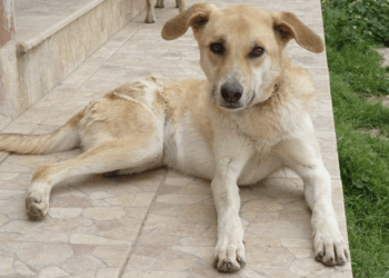 Veterinário altruísta transforma casa em abrigo para salvar animais abandonados de serem mortos