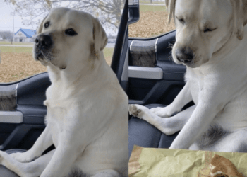 Labrador Adorável tem Boas Maneiras
