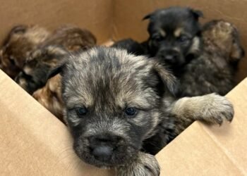 Cachorros Abandonados Lutam Contra uma Tempestade Furiosa