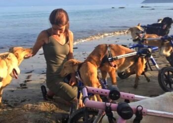 18 cães com deficiência brincam despreocupados na praia graças a um salvador dedicado
