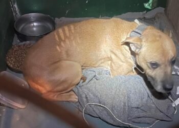 Cachorro Trancado no Armário
