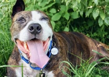 Este cão adotado de uma orelha chamado Van Gogh pinta obras-primas com sua língua