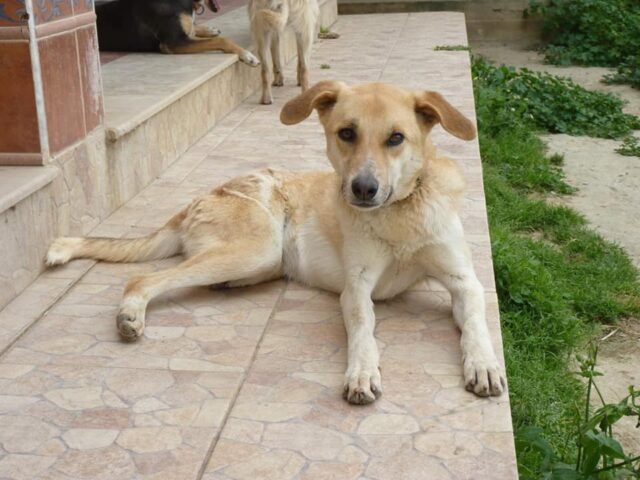 cachorro abusado é resgatado na Tunísia