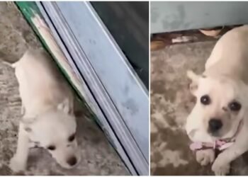 Adolescente disse que não pode trazer cachorrinho para dentro que apareceu na chuva