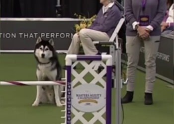 Husky Hilariamente Distraído no Percurso de Agilidade