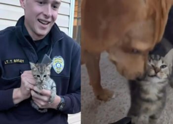 Cachorro Amigo e Dois Gatinhos Adotivos
