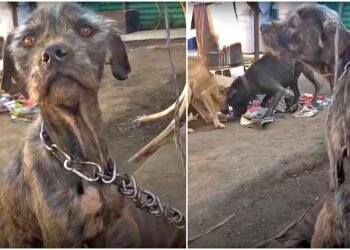 Mulher ousada fala docemente com o agressor, ele retruca “Abra a porta do carro”