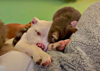 Monstro corta as orelhas do cachorro e o deixa na lixeira, estudantes ouvem ganidos