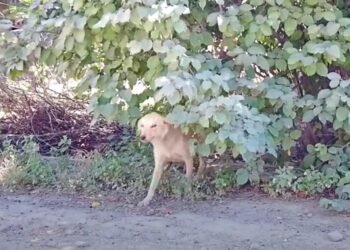 Cachorros Perdidos Buscam Contato Humano