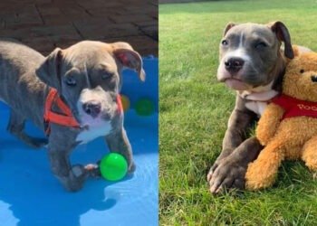 Maravilhosamente Wonky Winnie ganha todos os corações e supera as pernas dobradas